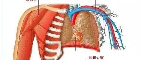 从头到脚了解人体，解剖图解(必须珍藏)