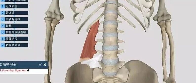 腰方肌--腰部酸痛的主要元凶