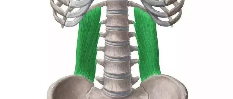 腰方肌--腰部酸痛的主要元凶