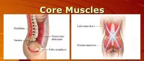 最全的腰部核心肌力训练方法，从简单到困难！