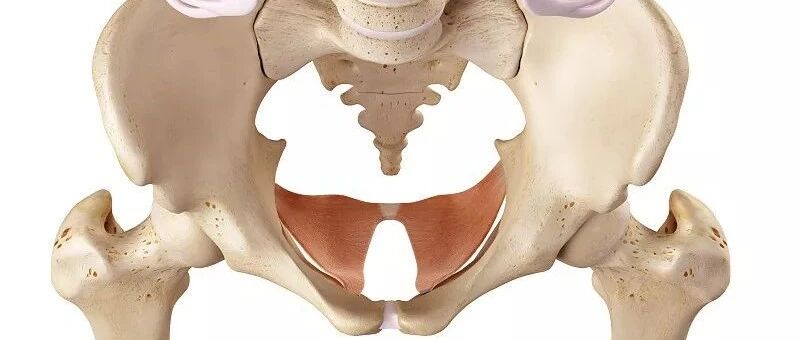 “啪啪啪”的玄机，原来在这块肌肉上