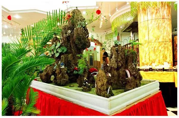 青千层石鱼缸造景_60鱼缸青龙石造景骨架_鱼缸青龙石造景教程