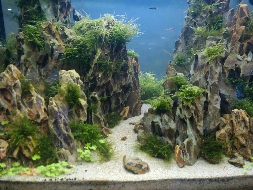 青千层石鱼缸造景_60鱼缸青龙石造景骨架_鱼缸青龙石造景教程