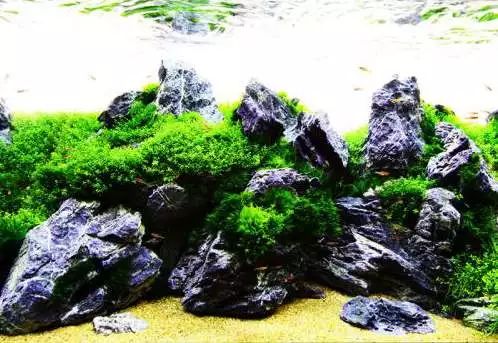 青千层石鱼缸造景_60鱼缸青龙石造景骨架_鱼缸青龙石造景教程