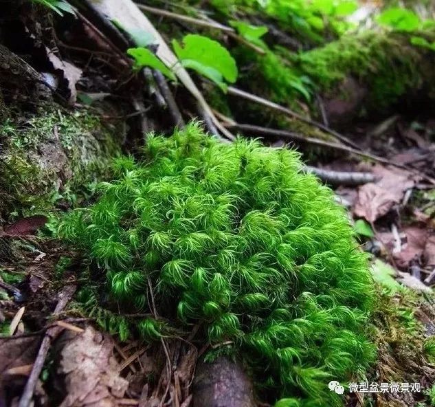 玩苔研修所之连根拔起后的自由新生 名为 苔玉 的小精灵来了 微型盆景微景观 微信公众号文章阅读 Wemp