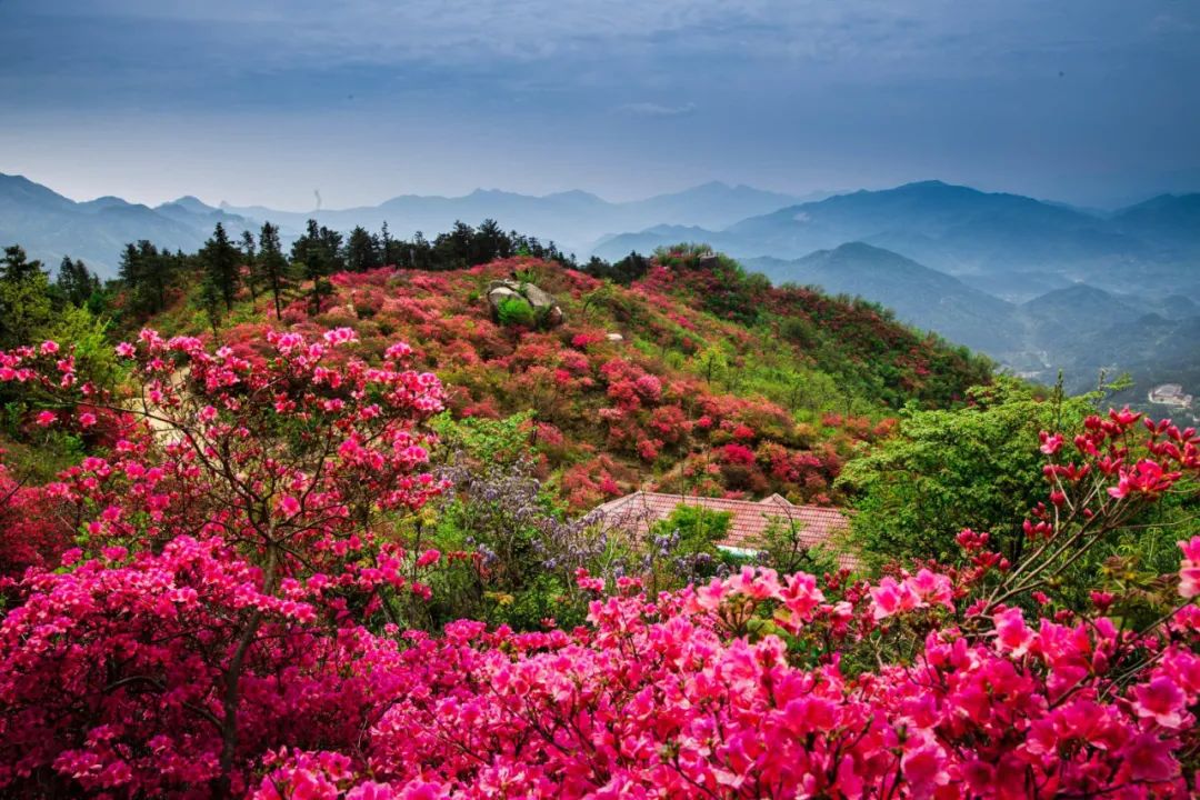 黄狮寨杜鹃盛放 织就春日浪漫盛景