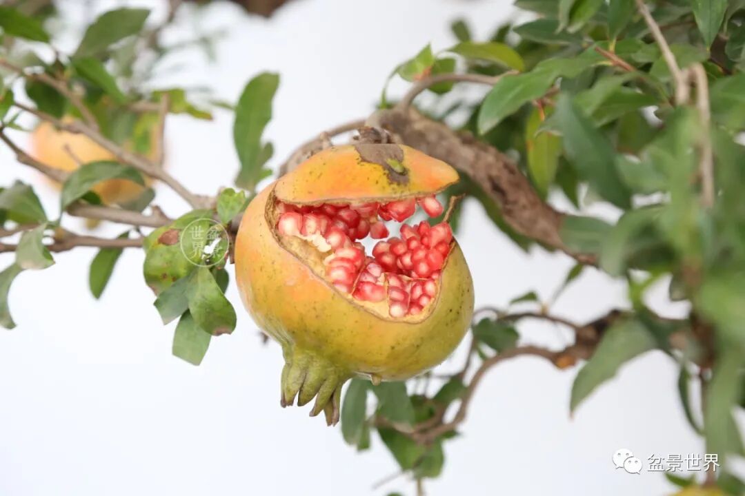 笑口常开 好运自来 全网搜