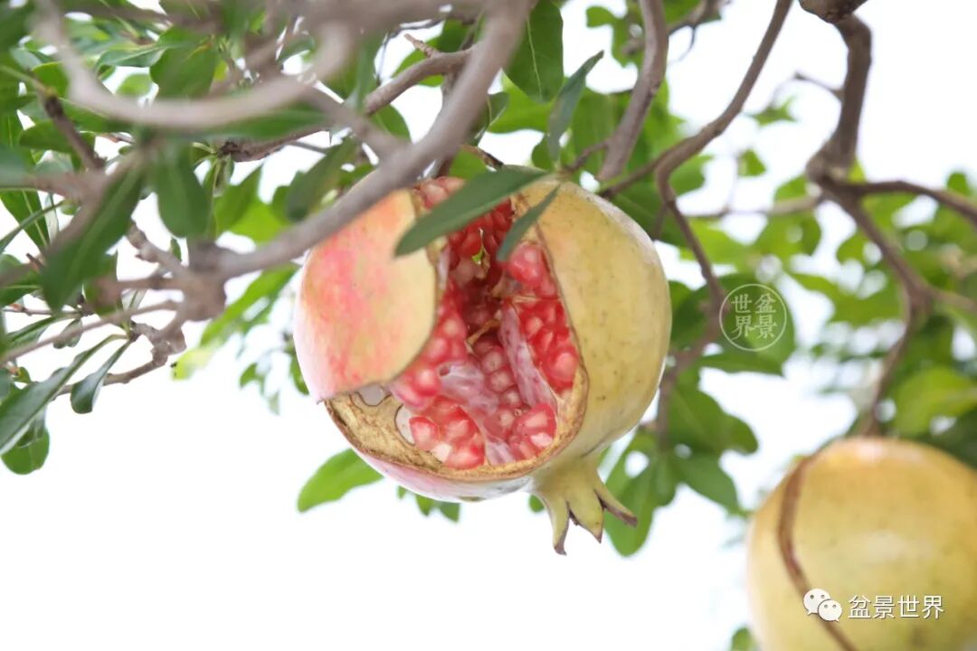 笑口常开 好运自来 全网搜