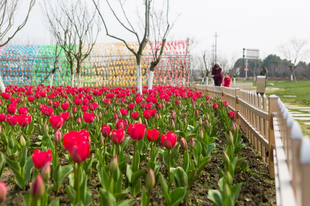 最近,在鍾埭櫻花公園裡在平湖住的人啊真是超幸福