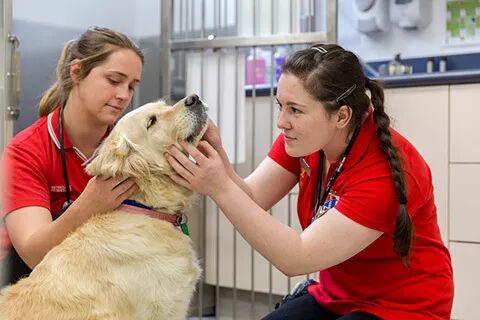 留学高考两不误｜梅西大学给你“N+1”种选择