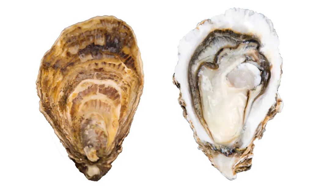 产品图1 长牡蛎三倍体”前沿1号“.jpg