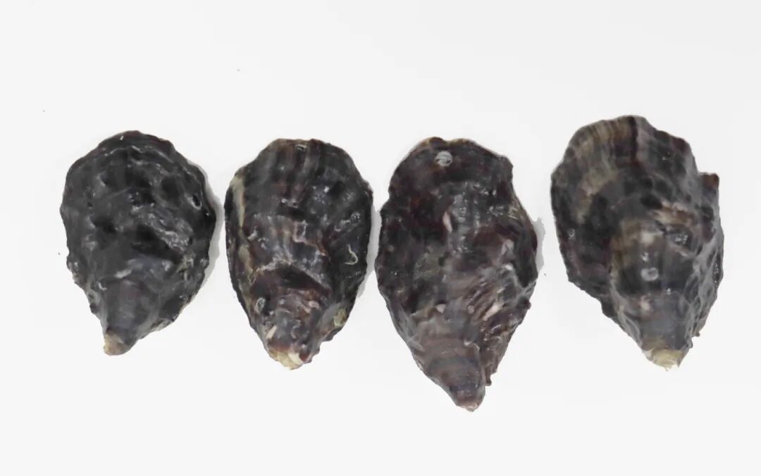 9.前沿长牡蛎（黑壳色）.jpg