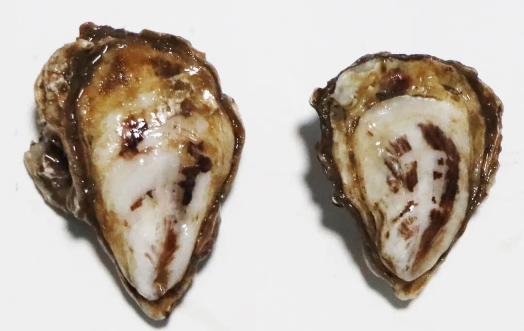 6. 熊本牡蛎三倍体.JPG