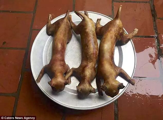 我只花了20块钱，就从QQ群里买了100部虐猫虐狗视频！  自由微信 