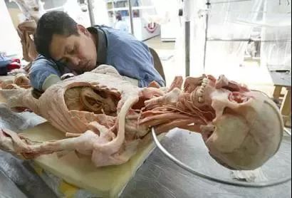 死尸工厂_尸骨工场_尸体工厂
