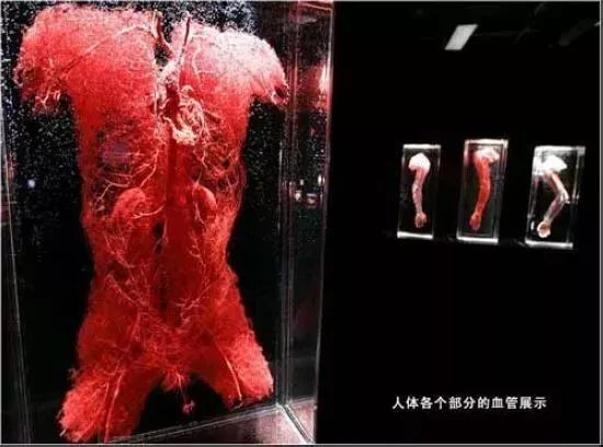 死尸工厂_尸骨工场_尸体工厂