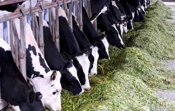 提高奶牛乳脂率双乙酸钠