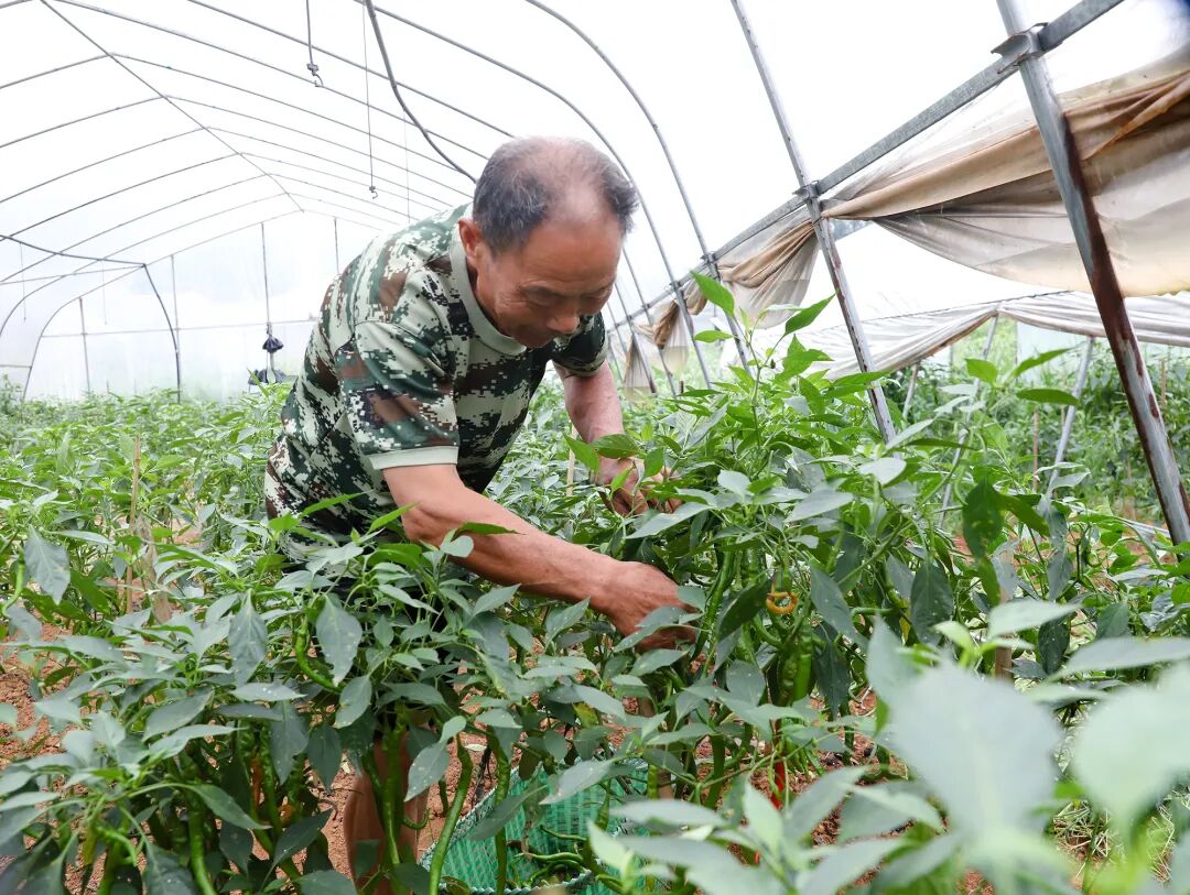 【民生福区】“辣”么有趣 田江村辣椒丰收 可入园采摘