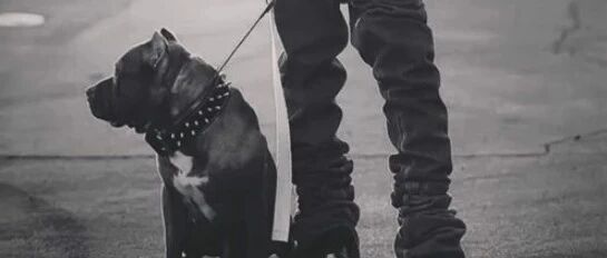 只是为了立人设？这位韩国巨星今天要因为一只狗翻车了？