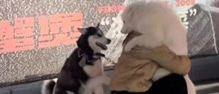 笑疯！二哈和萨摩耶当街争宠要抱抱，主人无奈怒扛两大只！