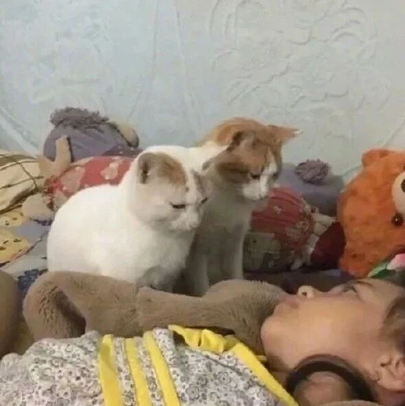 当你睡过头忘记喂猫时，猫咪的小眼神亮了......