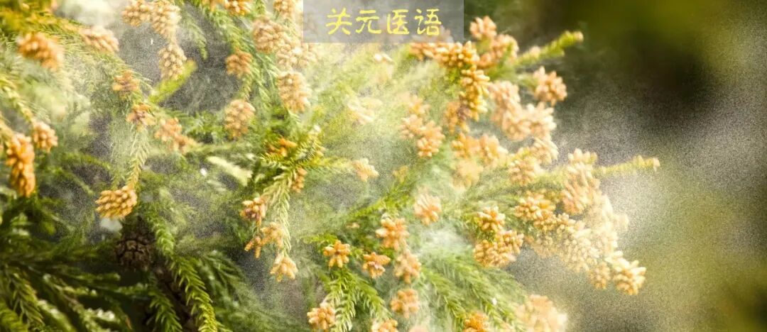 万能的小柴胡，家里一定要备上一些，用对了能治几十种病