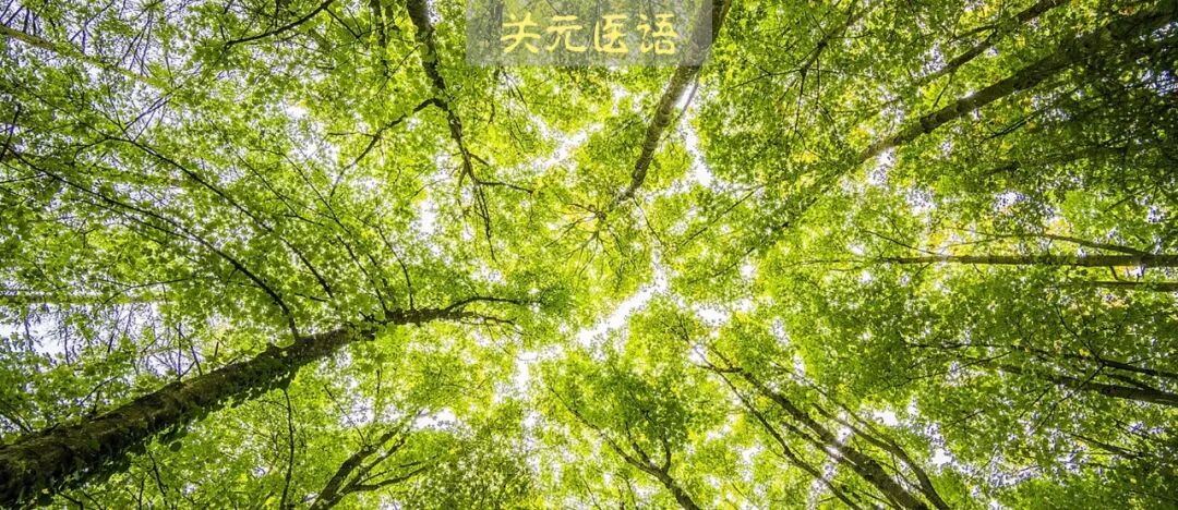 神奇的小柴胡，用好了能治一堆病