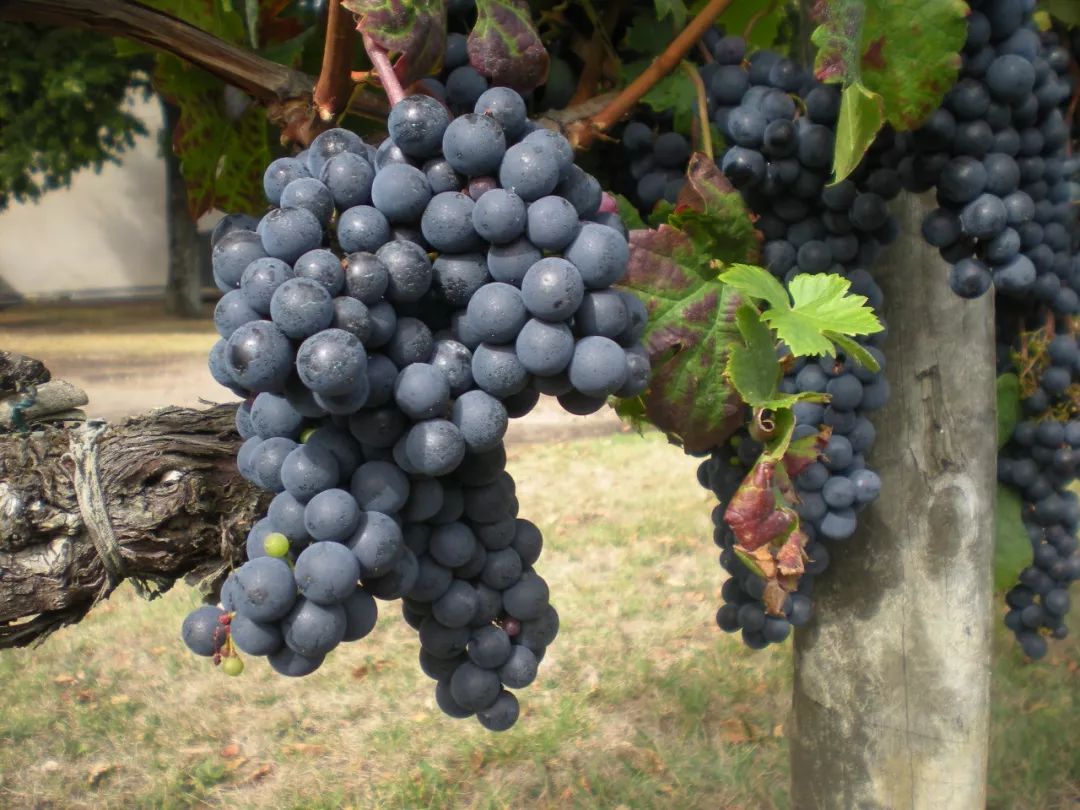 葡萄酒迷必看，这些都会改变一瓶红酒的风味！