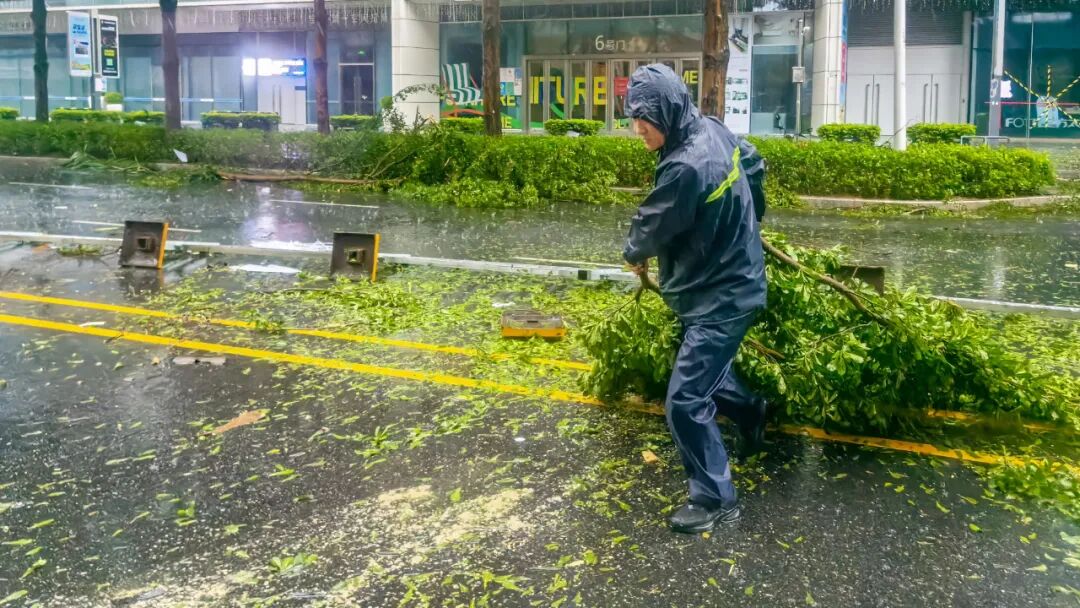 深圳不语只是一味提前砍树