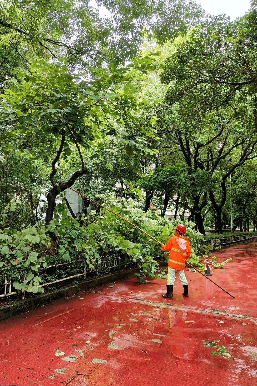深圳不语只是一味提前砍树