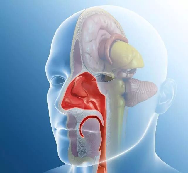 鼻炎对身体的这些影响你都知道吗？