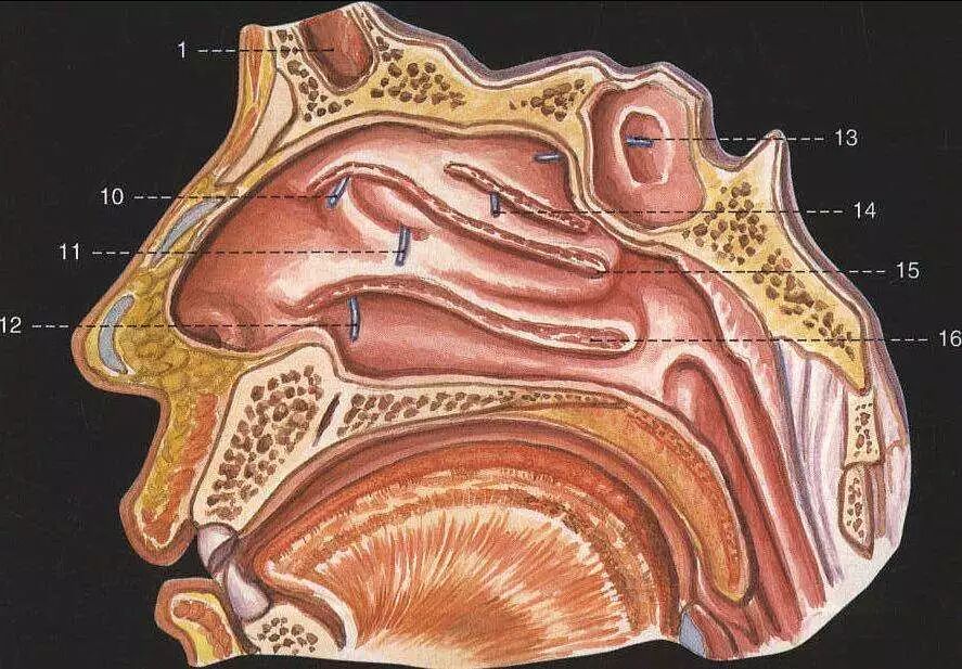 鼻甲肥大久治不愈！后果很严重，你知道吗？