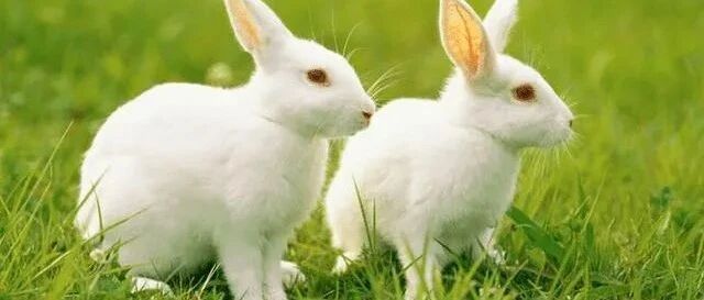 兔子的天敌是四川人？我在这里澄清一下！