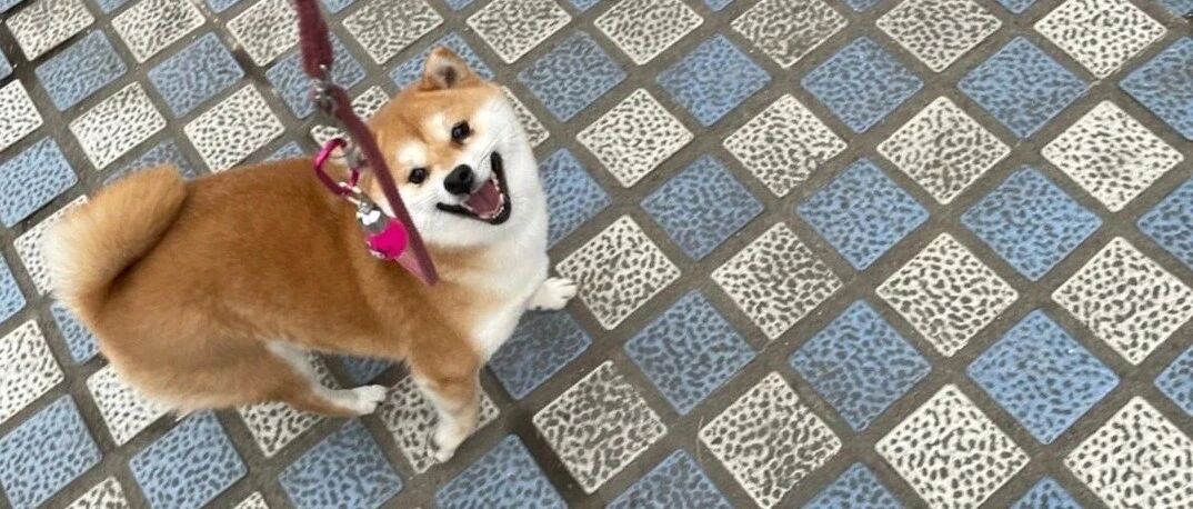 没有一个养狗人能笑着看完本文