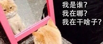 我为什么劝你，天再热也不要冲动给猫猫狗狗剃毛！