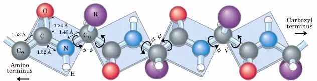 肽与人体健康的密切关系
