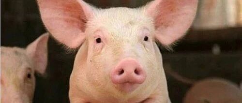 9月“二师兄”价格同比降46.9%！拖累当月CPI，还会继续降吗？