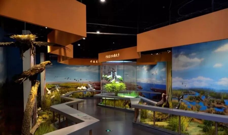 鸟类博物馆秋意醉人在这深秋,我要向黄河口表白~无限感慨汇成一纸情书