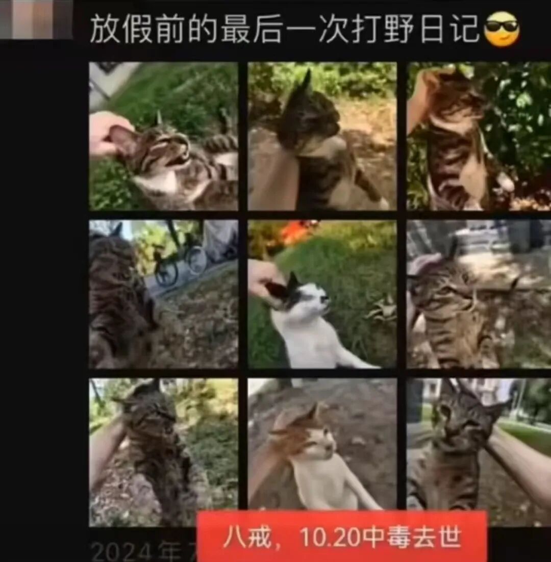 虐猫考生被取消招聘资格