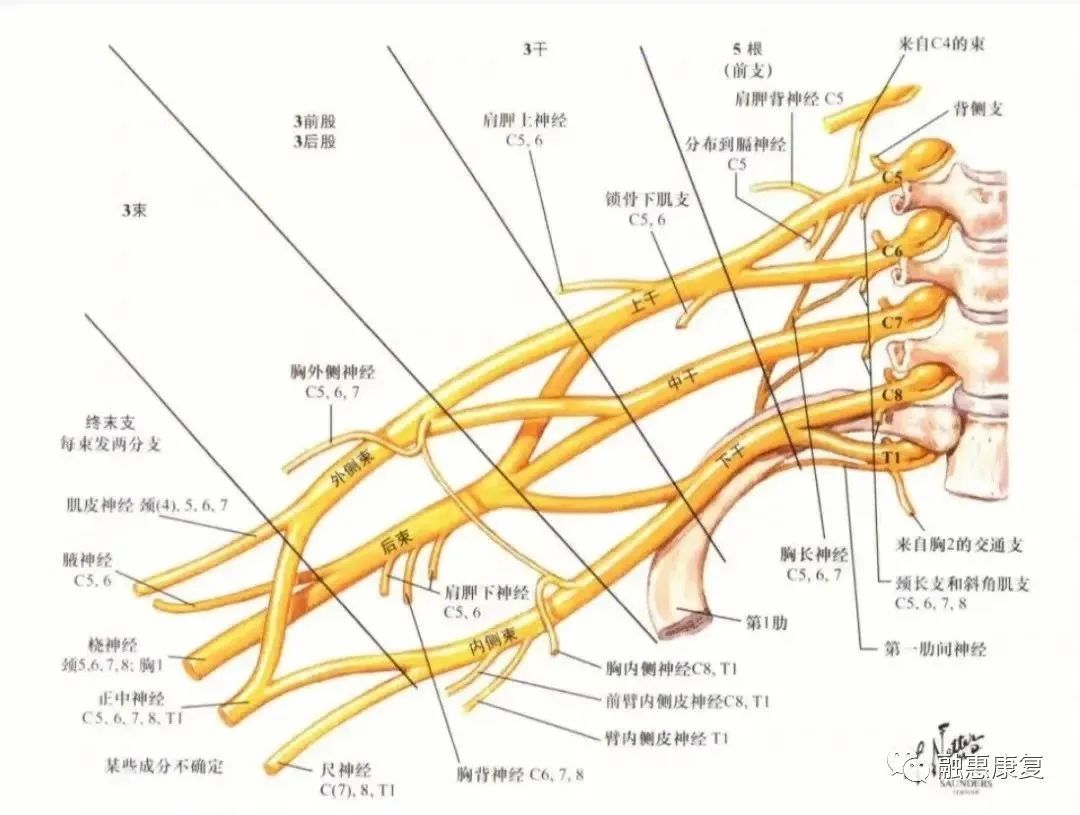 臂丛神经之肩胛背神经