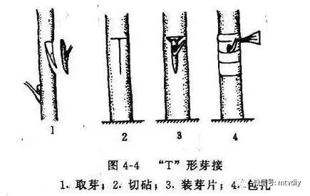 好讲究葡萄树种家里好不好_家里种葡萄树好不好有什么讲究吗_葡萄树种家里好吗风水
