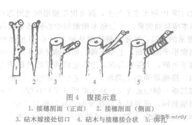 家里种葡萄树好不好有什么讲究吗_好讲究葡萄树种家里好不好_葡萄树种家里好吗风水