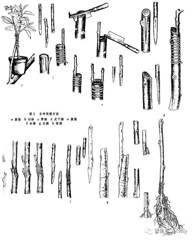 葡萄树种家里好吗风水_家里种葡萄树好不好有什么讲究吗_好讲究葡萄树种家里好不好
