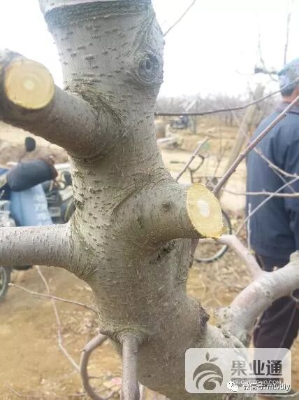 葡萄树种家里好吗风水_好讲究葡萄树种家里好不好_家里种葡萄树好不好有什么讲究吗