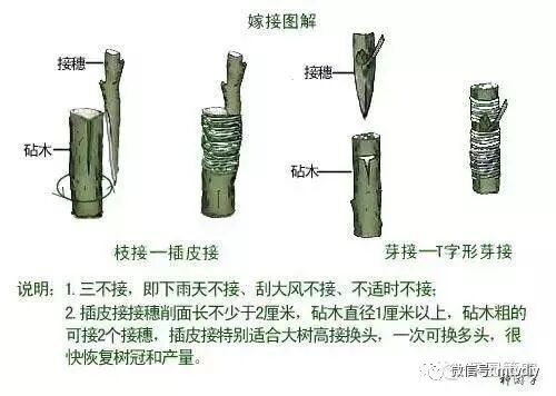 葡萄树种家里好吗风水_家里种葡萄树好不好有什么讲究吗_好讲究葡萄树种家里好不好