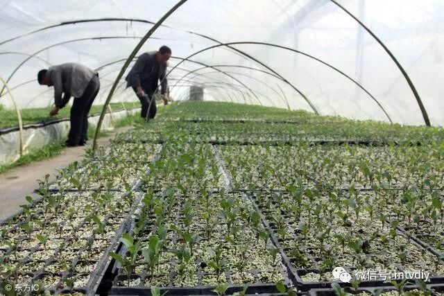 好讲究葡萄树种家里好不好_家里种葡萄树好不好有什么讲究吗_葡萄树种家里好吗风水