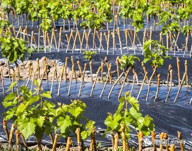 家里种葡萄树好不好有什么讲究吗_葡萄树种家里好吗风水_好讲究葡萄树种家里好不好