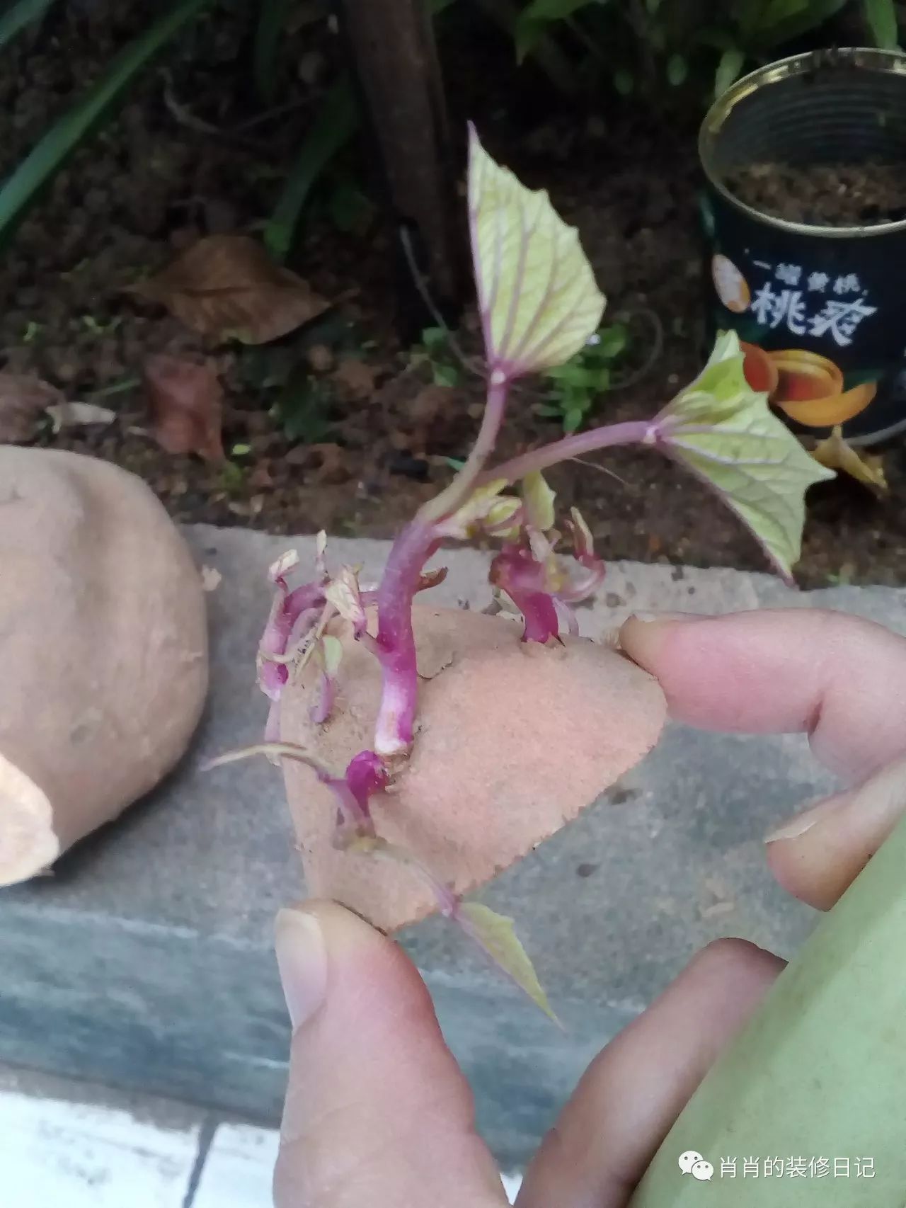 房子装完买花盆,太老土了!