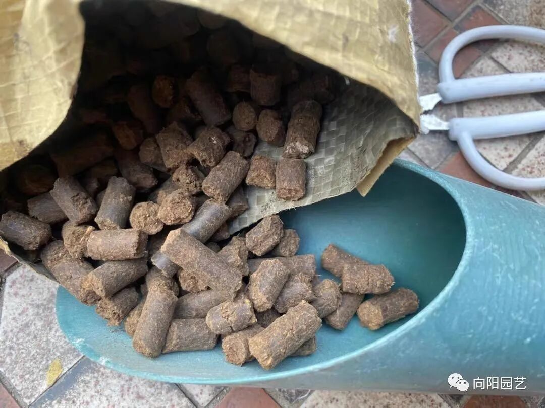 灯笼花施什么肥好(灯笼花施肥方法)