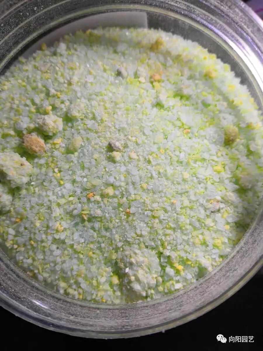 灯笼花施什么肥好(灯笼花施肥方法)